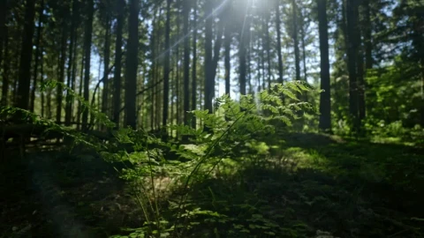 Free Video Stock the forest floor Live Wallpaper - Free Live Wallpaper