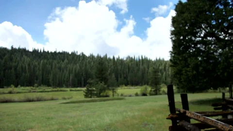 Free Video Stock the meadow in a pine forest Live Wallpaper - Free Live Wallpaper