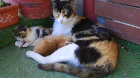 Free Video Stock the mother cat and her young Live Wallpaper - Free Live Wallpaper