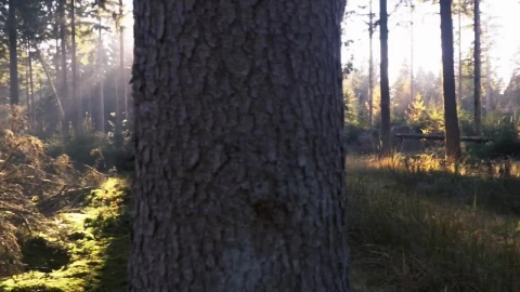 Free Video Stock the suns rays in the forest Live Wallpaper - Free Live Wallpaper
