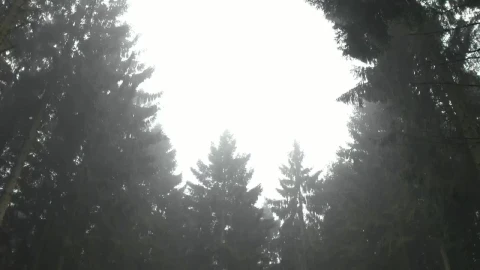Free Video Stock thick flora in a forest Live Wallpaper - Free Live Wallpaper
