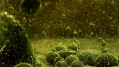 Free Video Stock thick green and bubbly liquid seen in detail Live Wallpaper - Free Live Wallpaper