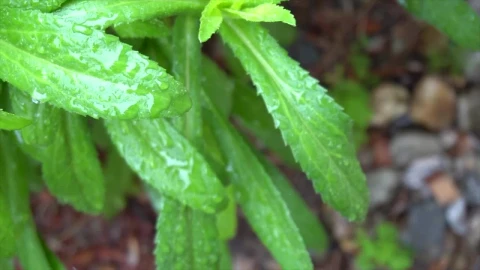 Free Video Stock thin green tree leaves in the forest Live Wallpaper - Free Live Wallpaper