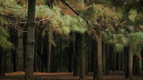 Free Video Stock thin tall trees Live Wallpaper - Free Live Wallpaper