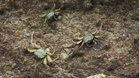 Free Video Stock three crabs on a rock at the beach Live Wallpaper - Free Live Wallpaper