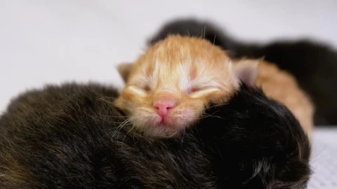 Free Video Stock three newborn cats Live Wallpaper - Free Live Wallpaper