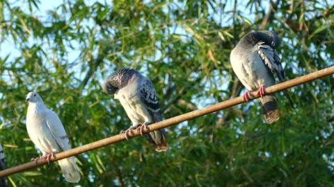 Free Video Stock three pigeons sitting on stick in the morning Live Wallpaper - Free Live Wallpaper