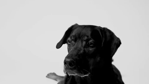Free Video Stock throwing a treat to a dog Live Wallpaper - Free Live Wallpaper