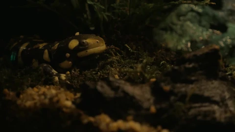 Free Video Stock tiger salamander in an aquarium Live Wallpaper - Free Live Wallpaper