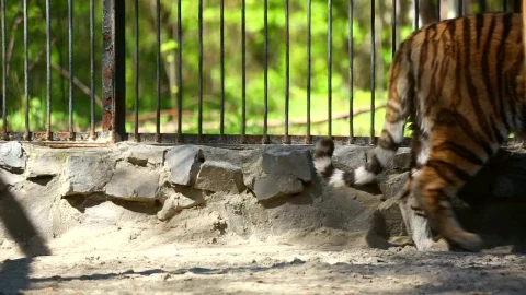 Free Video Stock tiger walking inside a cage Live Wallpaper - Free Live Wallpaper