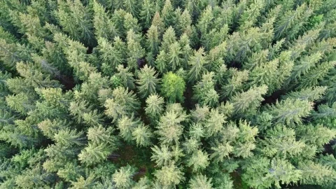 Free Video Stock tilt aerial shot in a pine forest near a village Live Wallpaper - Free Live Wallpaper