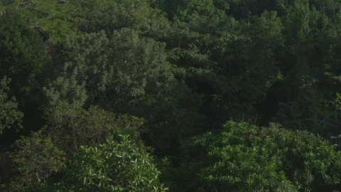 Free Video Stock tight forest canopy Live Wallpaper - Free Live Wallpaper