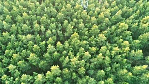 Free Video Stock tilt aerial shot of a forest at sunset Live Wallpaper - Free Live Wallpaper