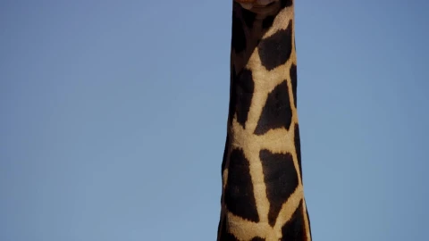 Free Video Stock tilt shot of the neck and head of a giraffe Live Wallpaper - Free Live Wallpaper