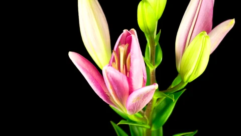 Free Video Stock time lapse of a pink lily flower opening Live Wallpaper - Free Live Wallpaper