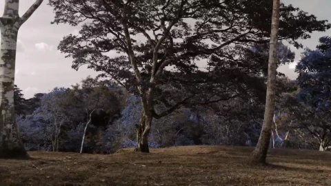 Free Video Stock time lapse of blooming jacarandas trees at a forest Live Wallpaper - Free Live Wallpaper
