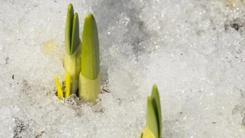 Free Video Stock time lapse of melting snow in the ground Live Wallpaper - Free Live Wallpaper