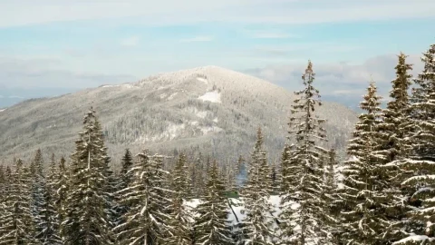 Free Video Stock time lapse of pine filled winter mountains Live Wallpaper - Free Live Wallpaper