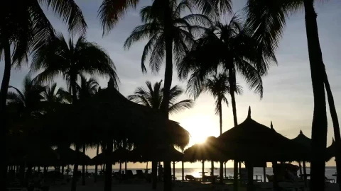 Free Video Stock time lapse of the sunset at palm beach Live Wallpaper - Free Live Wallpaper
