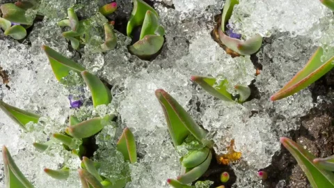 Free Video Stock time lapse shot of melting snow in the ground Live Wallpaper - Free Live Wallpaper