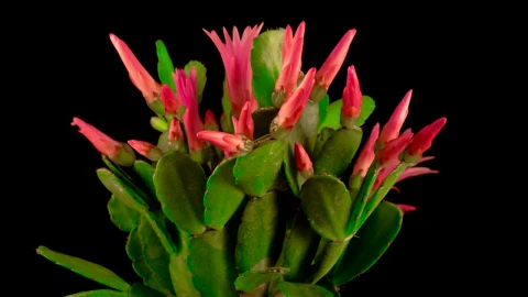Free Video Stock timelapse of a blooming cactus Live Wallpaper - Free Live Wallpaper
