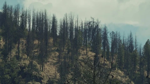 Free Video Stock timelapse of a forest during the afternoon Live Wallpaper - Free Live Wallpaper