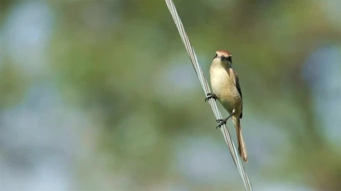 Free Video Stock tiny bird standing on a cable Live Wallpaper - Free Live Wallpaper