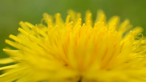 Free Video Stock tiny bugs on a dandelion Live Wallpaper - Free Live Wallpaper