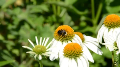 Free Video Stock tiny bumblebee on a flower Live Wallpaper - Free Live Wallpaper