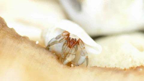 Free Video Stock tiny crab eating Live Wallpaper - Free Live Wallpaper