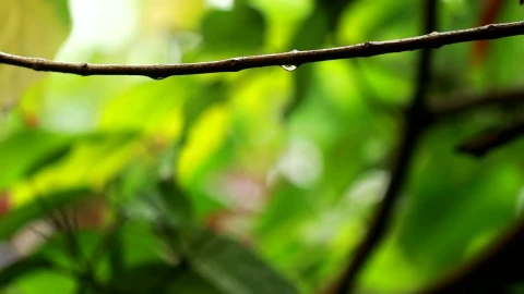 Free Video Stock tiny drops of rain on leaves Live Wallpaper - Free Live Wallpaper