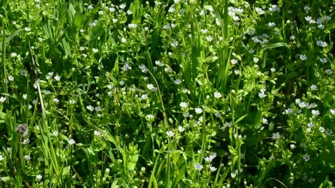 Free Video Stock tiny flowers growing in a field Live Wallpaper - Free Live Wallpaper