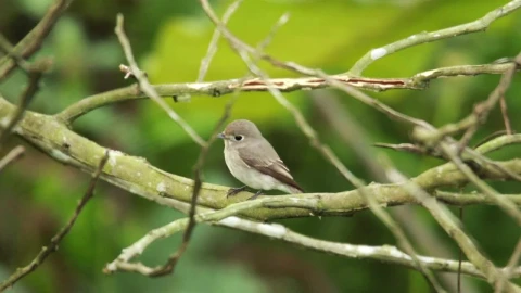 Free Video Stock tiny flycatcher on a branch Live Wallpaper - Free Live Wallpaper