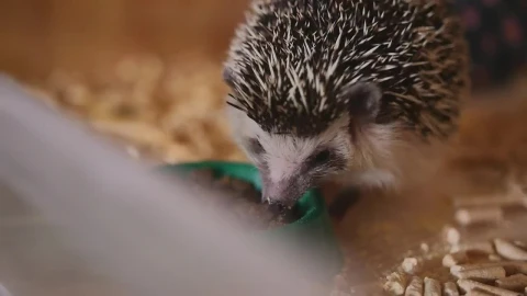 Free Video Stock tiny hedgehog eating from a bowl Live Wallpaper - Free Live Wallpaper