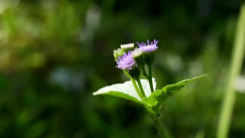 Free Video Stock tiny insects on a garden plant Live Wallpaper - Free Live Wallpaper