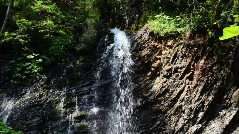 Free Video Stock tiny waterfall in a forest Live Wallpaper - Free Live Wallpaper