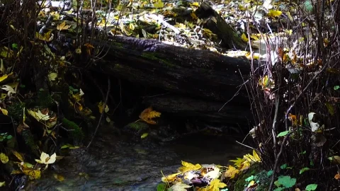 Free Video Stock tiny woodland stream Live Wallpaper - Free Live Wallpaper