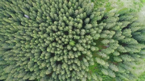 Free Video Stock tiro aéreo superior de pinos en el bosque Live Wallpaper - Free Live Wallpaper