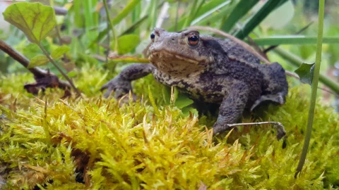 Free Video Stock toad in wet grass Live Wallpaper - Free Live Wallpaper