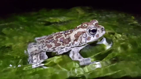 Free Video Stock toad sitting in a stream Live Wallpaper - Free Live Wallpaper