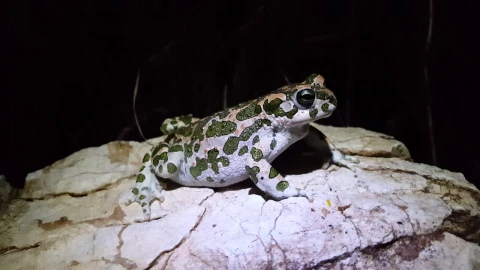 Free Video Stock toad with camouflage on a rock Live Wallpaper - Free Live Wallpaper
