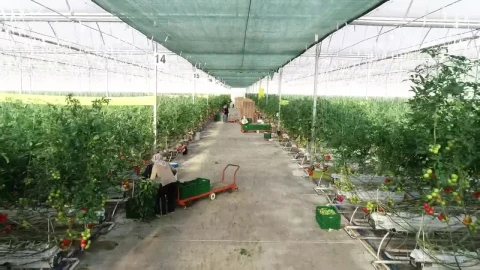 Free Video Stock tomato plants growing Live Wallpaper - Free Live Wallpaper