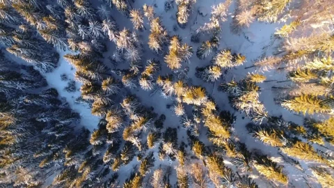 Free Video Stock top aerial shot of a snowy forest Live Wallpaper - Free Live Wallpaper