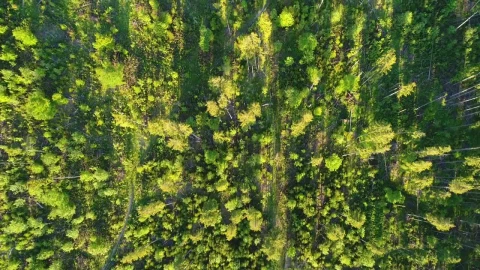 Free Video Stock top aerial view of a green forest Live Wallpaper - Free Live Wallpaper