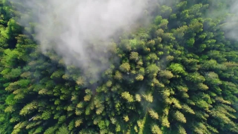 Free Video Stock top aerial view of a mist filled forest Live Wallpaper - Free Live Wallpaper