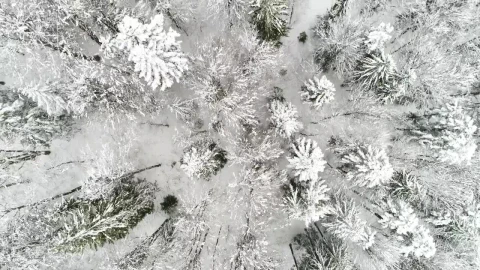 Free Video Stock top aerial walk over a white frozen forest Live Wallpaper - Free Live Wallpaper