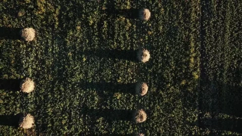 Free Video Stock top down aerial view of an agriculture field Live Wallpaper - Free Live Wallpaper