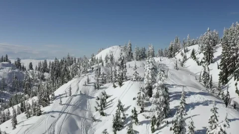 Free Video Stock top of a snow covered mountain range and pine forests Live Wallpaper - Free Live Wallpaper