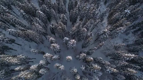 Free Video Stock top shot of a winter forest full of pine trees Live Wallpaper - Free Live Wallpaper