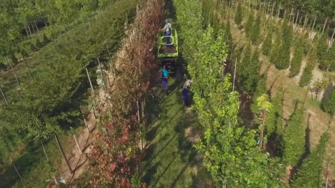 Free Video Stock top view of labourers in tree farm Live Wallpaper - Free Live Wallpaper
